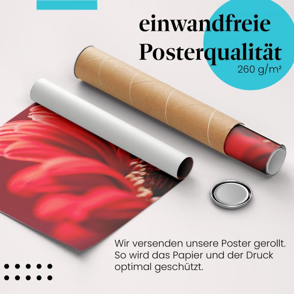 Gerolltes Poster "Rote Gerbera".